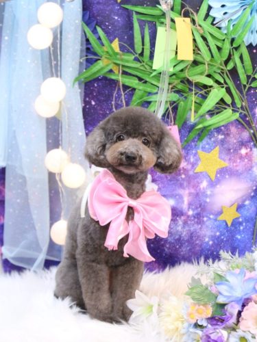 20250709chipieちゃん